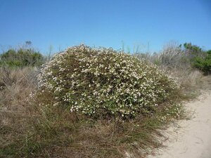 Eriogonum parvifolium Plant
